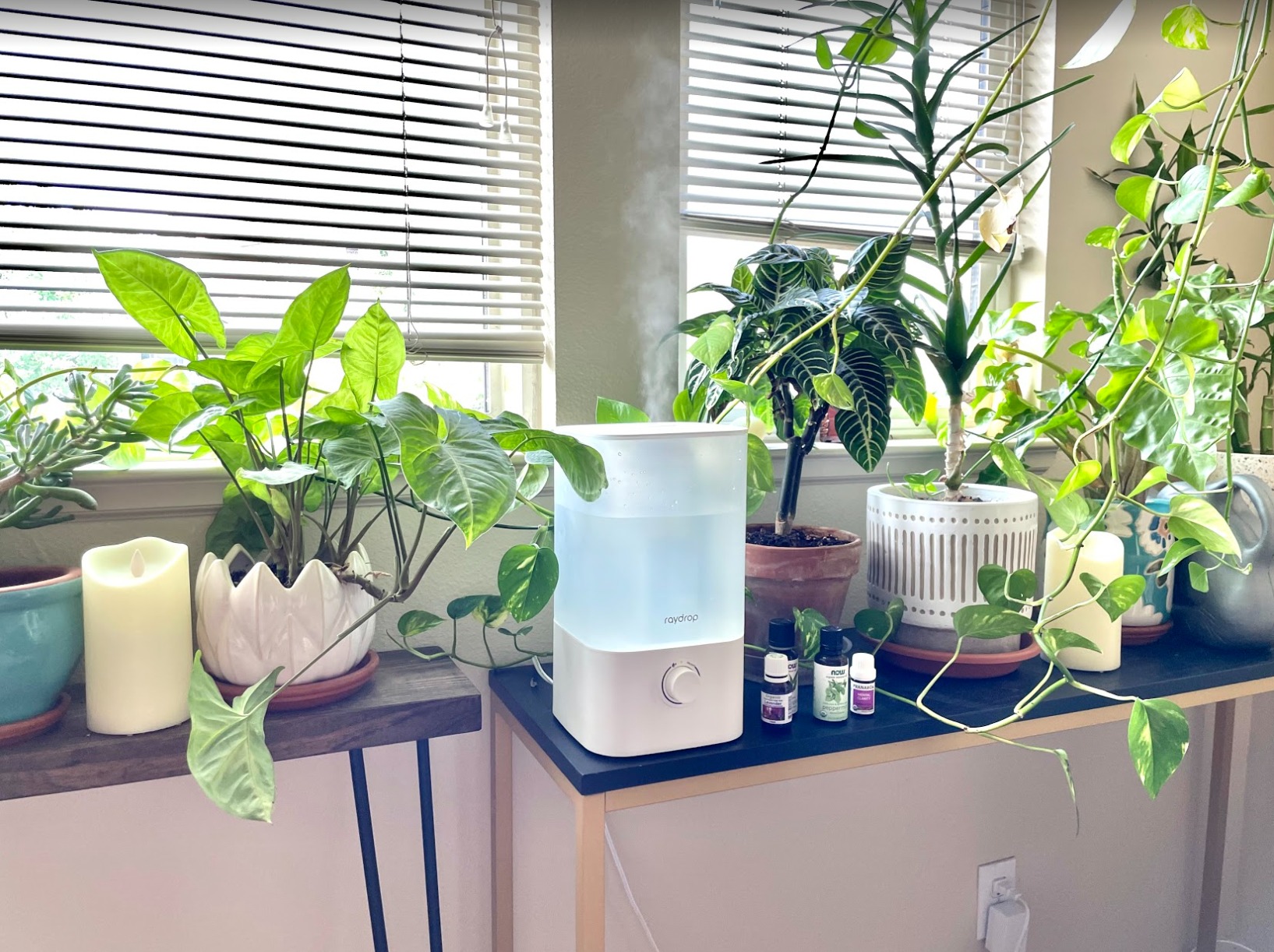 White Raydrop humidifier misting on a console table among pothos and other houseplants, with essential oil bottles beside it