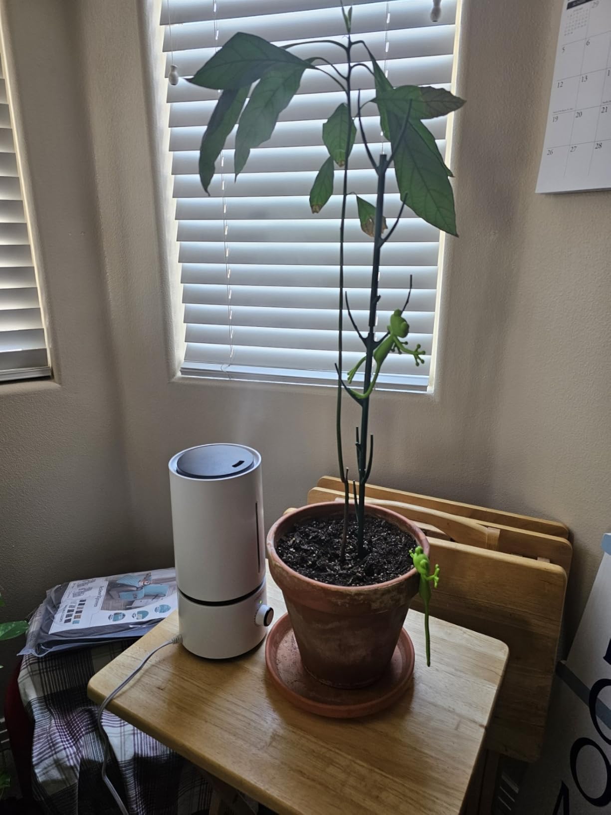White Raydrop humidifier next to a potted avocado tree on a small wooden table by a window