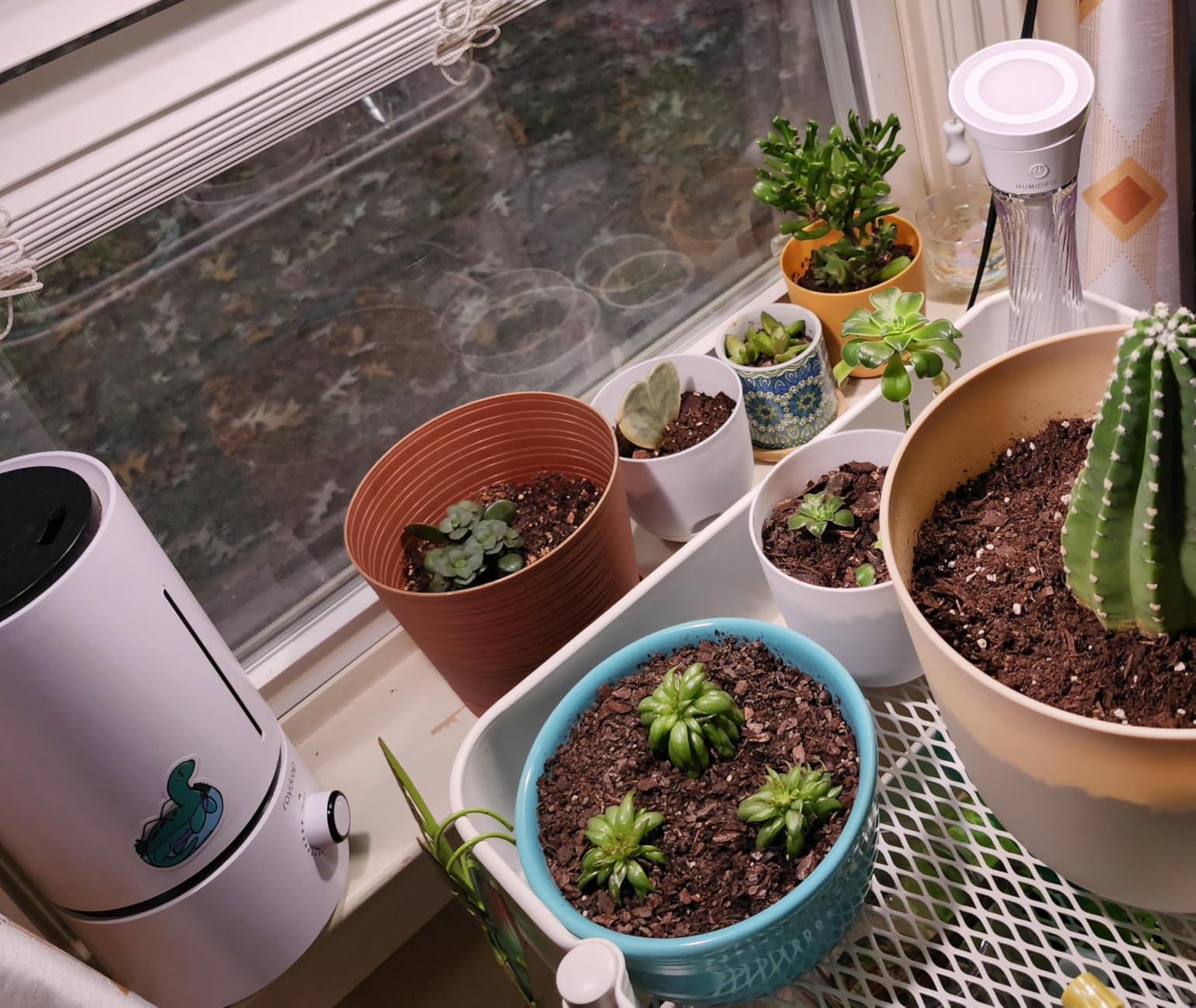 White Raydrop humidifier with a dinosaur sticker on a windowsill beside pots of succulents and a cactus