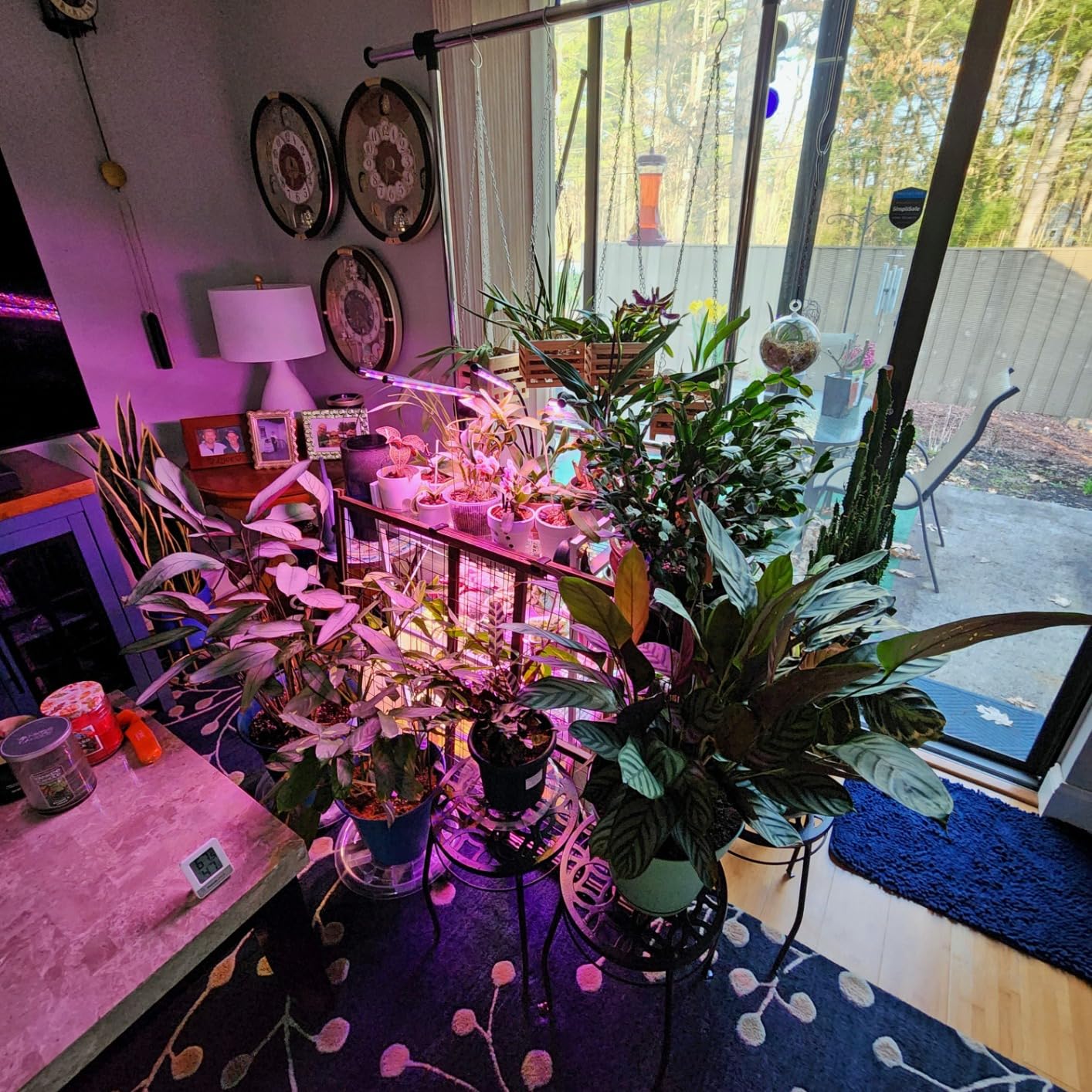 Living room plant collection under purple grow lights, with a small digital hygrometer on the coffee table